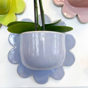 wandravioli bloem lavendel